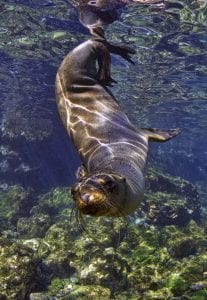 Galapagos, marine life, underwater