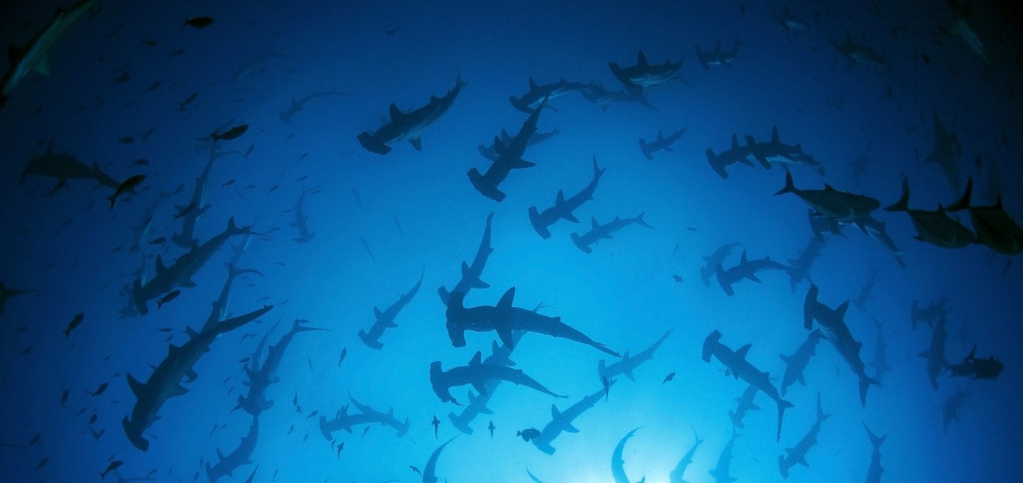 Galapagos, sharks