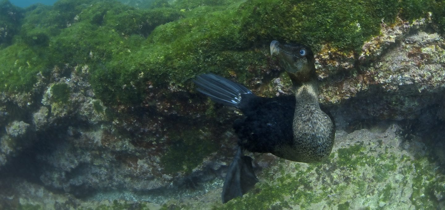 Galapagos marine life, biodiversity