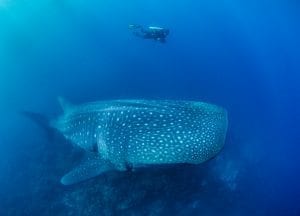 Whale shark and diver, Darwin Arch, Galapagos