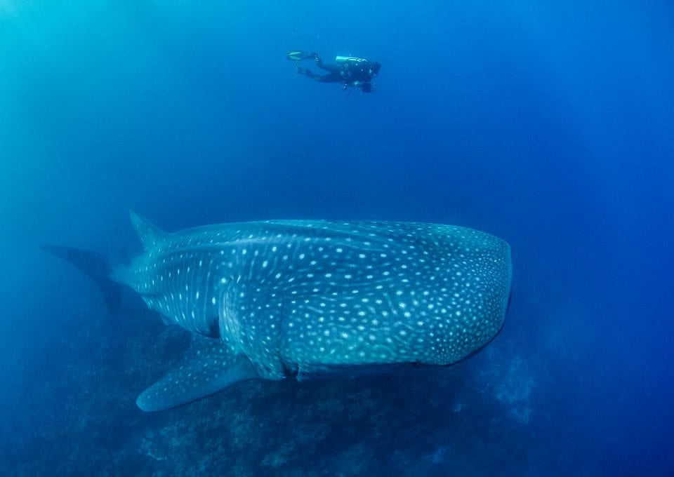 Whale shark and diver, Darwin Arch, Galapagos