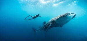 whale-shark-hanli-prinsloo-underwater-photography-south-africa-ryan-murray