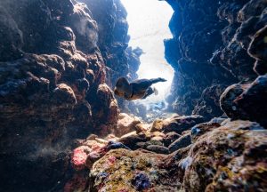 breath-hold-underwater-photography-freediving-daan-verhoeven