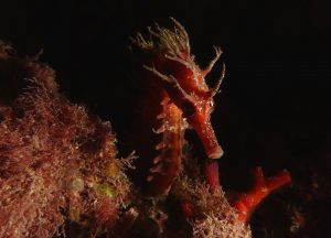 seahorse-Paul-Hewart-underwater-photography