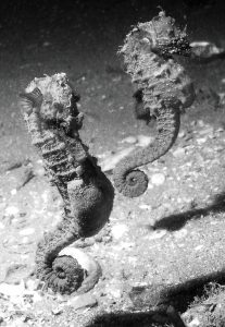 Hippocampus-seahorse-UK-John-Newman-ocean-photography