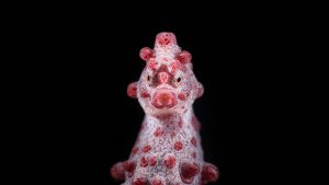 Pygmy-Seahorse-François-Baelen-underwater-photography
