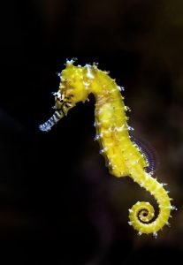 yellow-seahorse-cairns-david-clode-photography