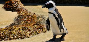 Adult-African-penguin-on-the-beach-returning-from-a-foraging-trip