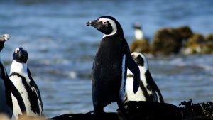 African-penguin-adult-at-the-edge-of-the-Robben-Island-colony