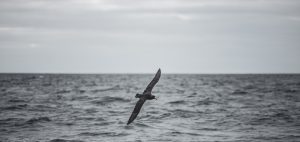 ocean-landscape-sea-bird-surf-science-patagonia-expedition-plastic-oceans