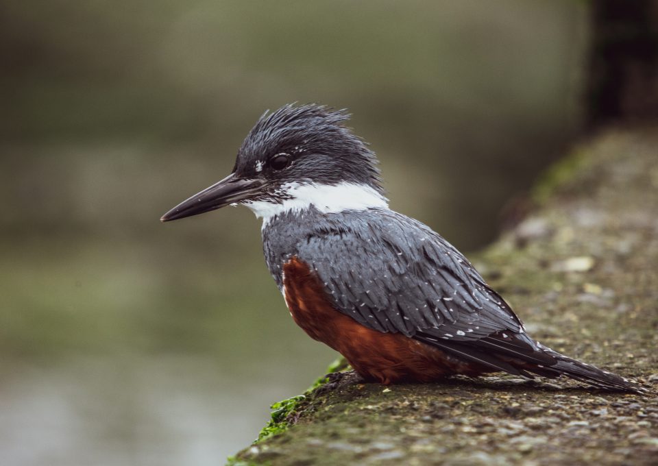 sea-bird-chile-wildlife-surf-science-patagonia-expedition-plastic-oceans