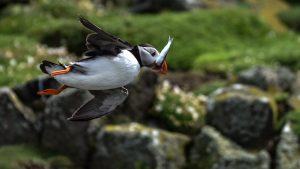 project-puffin-rspb-uk
