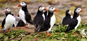 puffin-colony-rspb-wildlife-photography