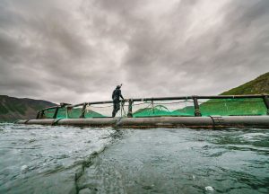 ARTIFISHAL-film-patagonia-salmon-farming-fisheries-ben-moon