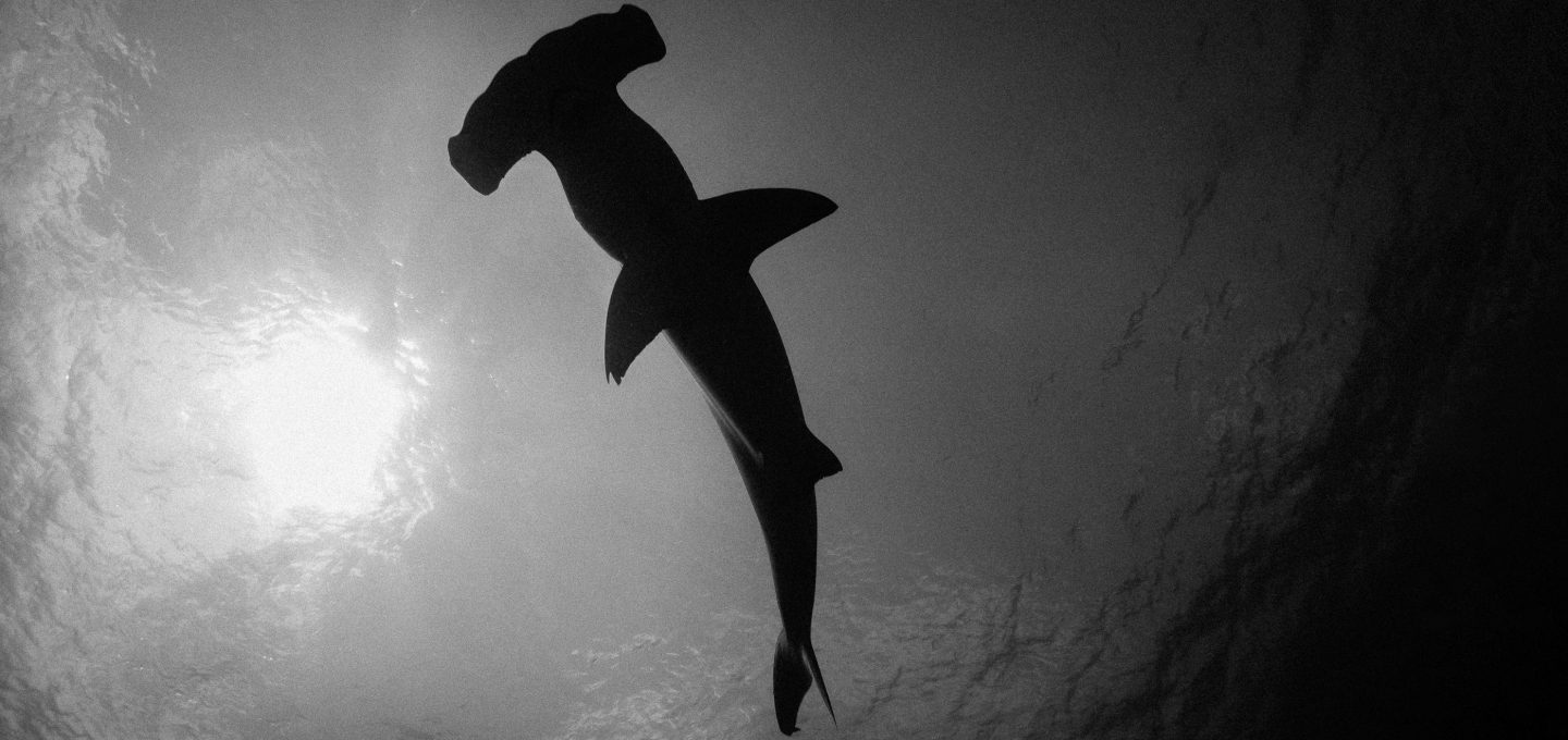 hammerhead-shark-cocos-isalnd-costa-rica-sanctuary-underwater-photography