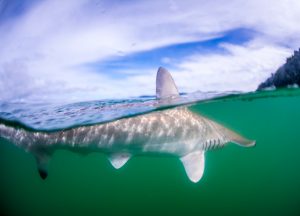 hammerhead-shark-cocos-isalnd-costa-rica-sanctuary-underwater-photography