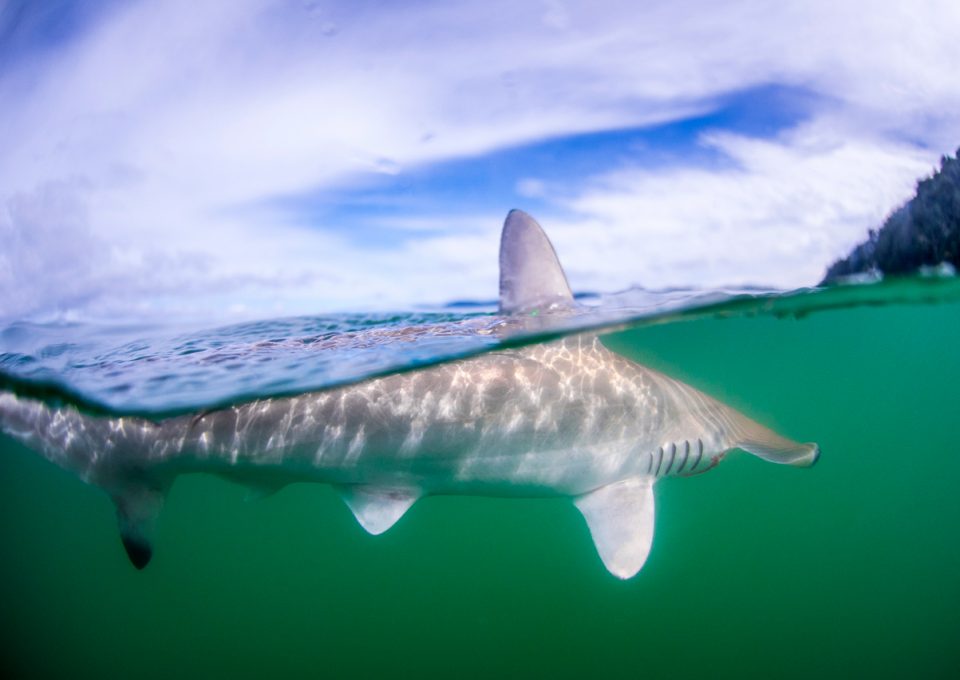hammerhead-shark-cocos-isalnd-costa-rica-sanctuary-underwater-photography