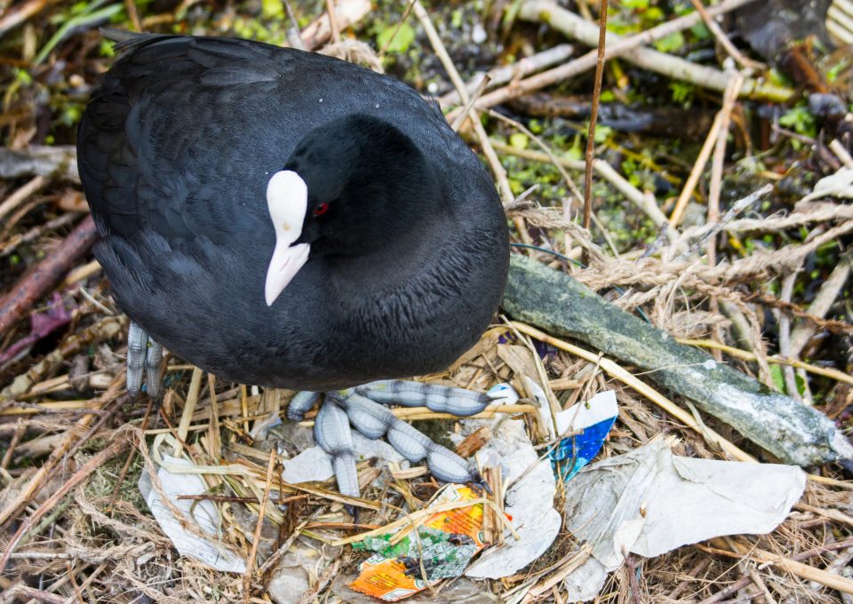 Lizzie carr plastic patrol paddleboarding coot nest