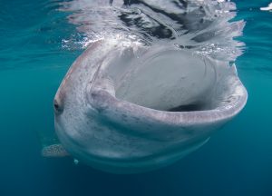 World-Beneath-Richard-Smith-marine-biologist-whale-shark