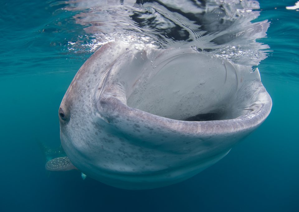 World-Beneath-Richard-Smith-marine-biologist-whale-shark