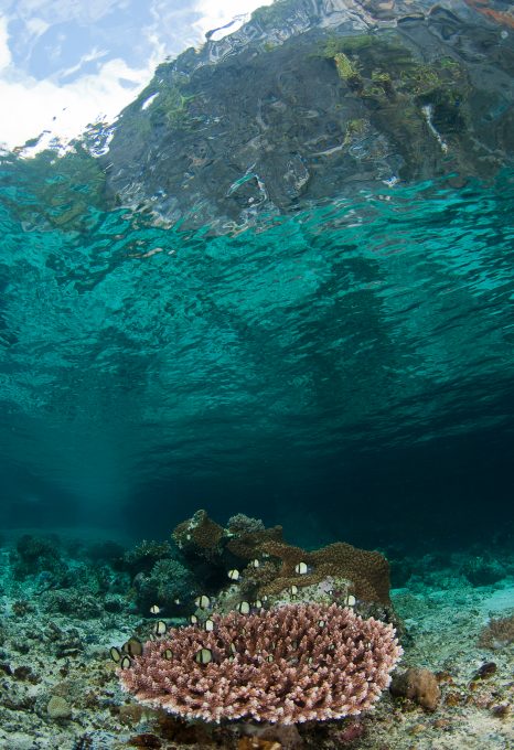 World-Beneath-Richard-Smith-marine-biologist-underwater-photography