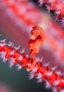 World-Beneath-Richard-Smith-marine-biologist-pygmy-seahorse