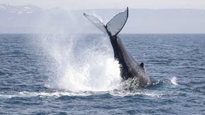 whale-watching-research-Húsavík-iceland-humpback-whales