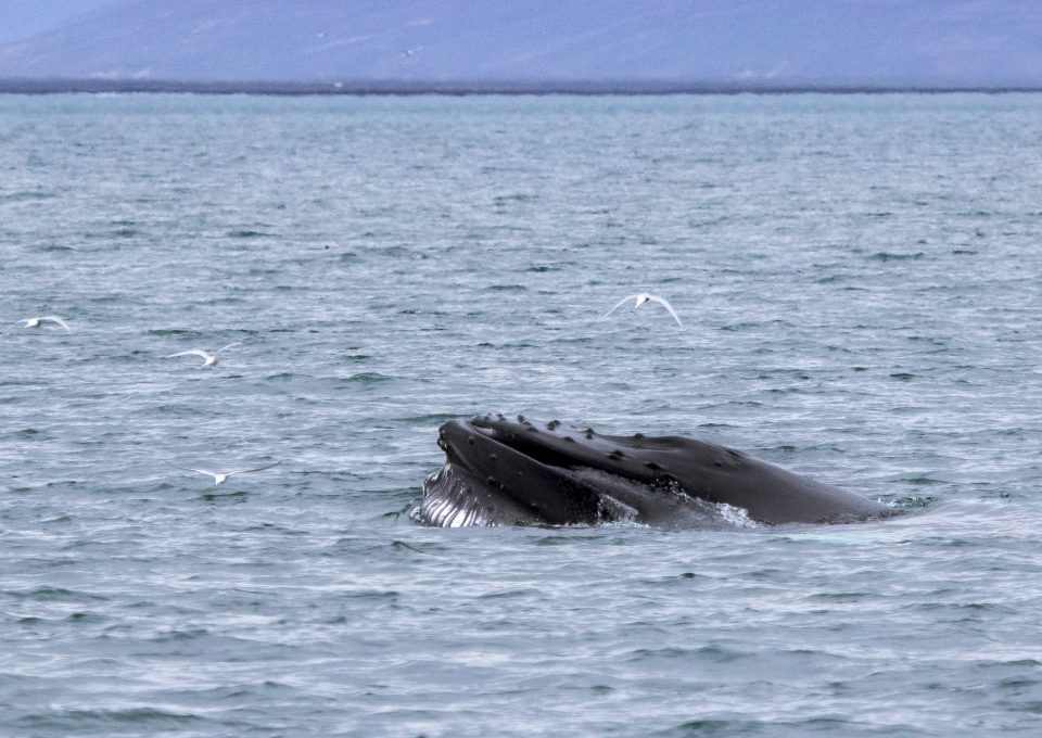 whale-watching-research-Húsavík-iceland-humpback-whales