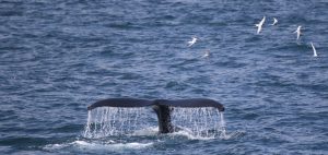 whale-watching-research-Húsavík-iceland-humpback-fluke-whales