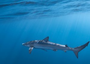 Taylor-henley-underwater-photographer-shark