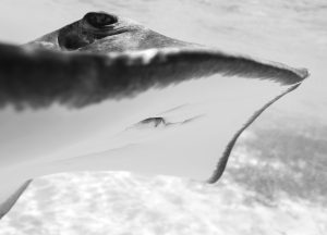Taylor-henley-underwater-photographer-ray