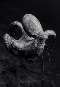 Taylor-henley-underwater-photographer-octopus
