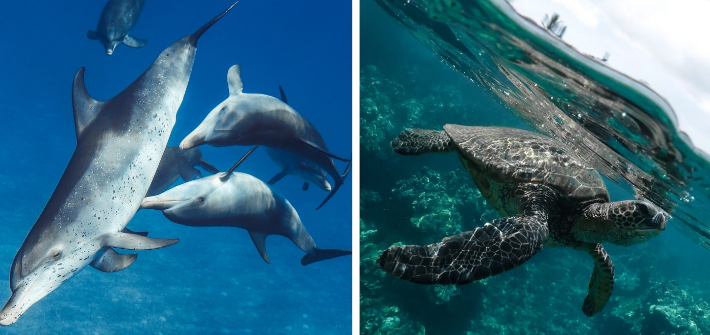 Taylor-henley-underwater-photographer-turtle-dolphin