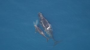 canada-protective-measures-North-Atlantic-right-whales