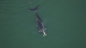 canada-protective-measures-North-Atlantic-right-whales