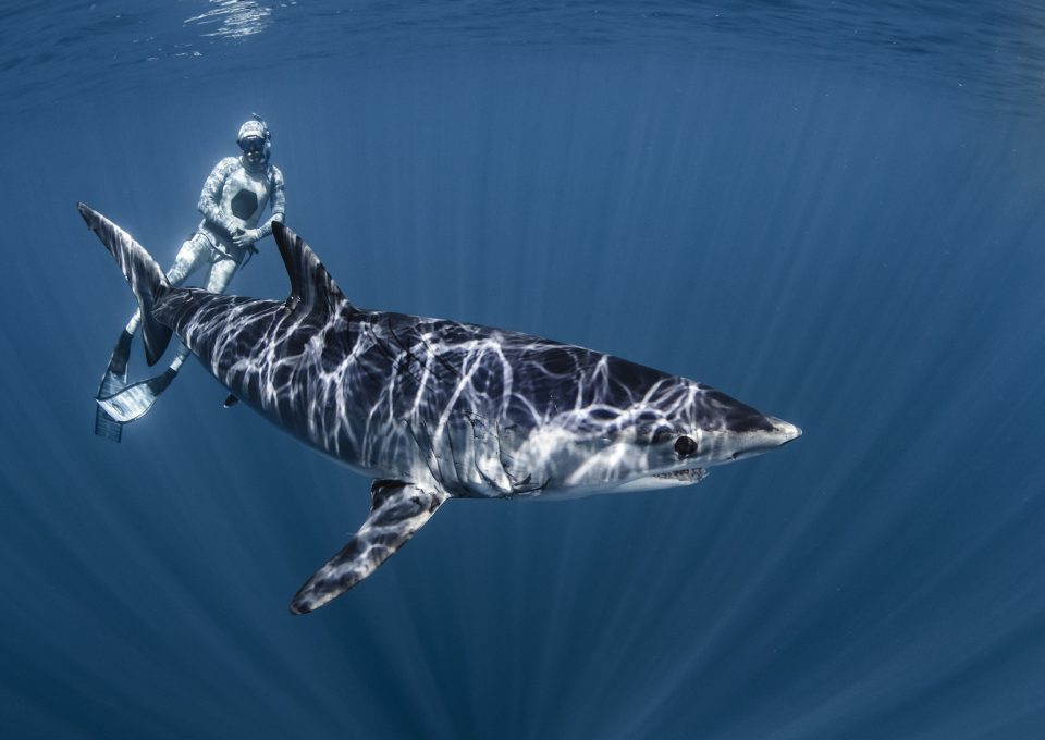 Mako Sharks Racing Extinction Oceanographic Magazine Oceanographic