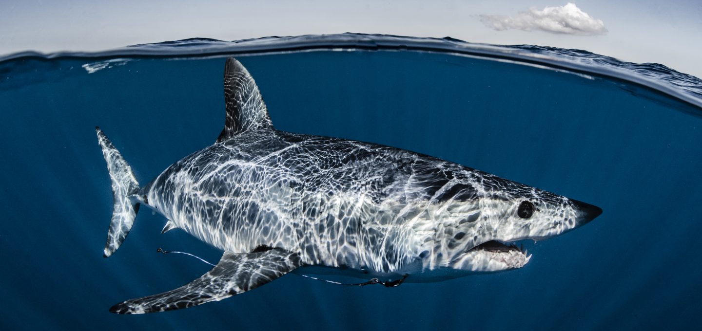 Mako shark, New Zealand, CITES, Shawn Heinrichs