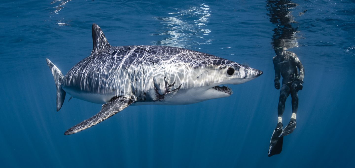 Mako shark, New Zealand, CITES, Shawn Heinrich's, Riley Elliott