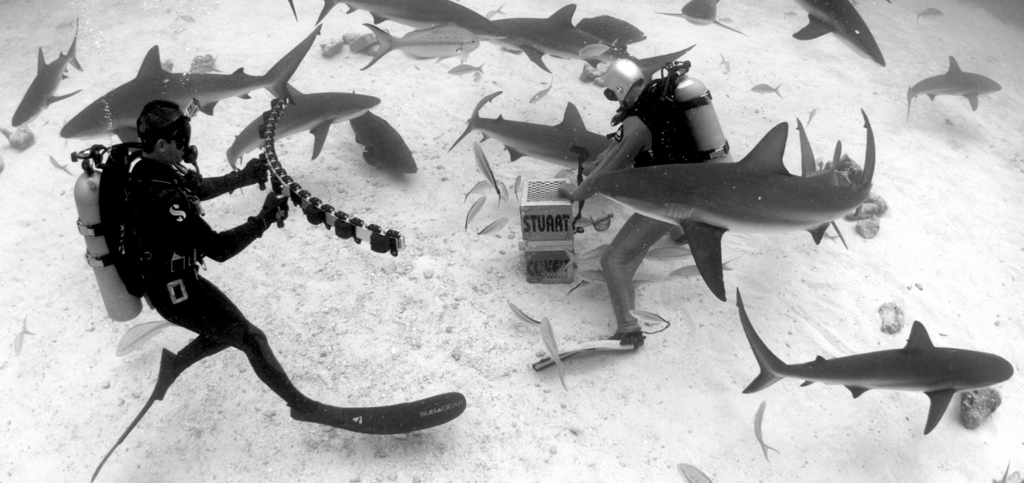 Andy-Casagrande-shark-week-sharks-conservation-underwater-camera