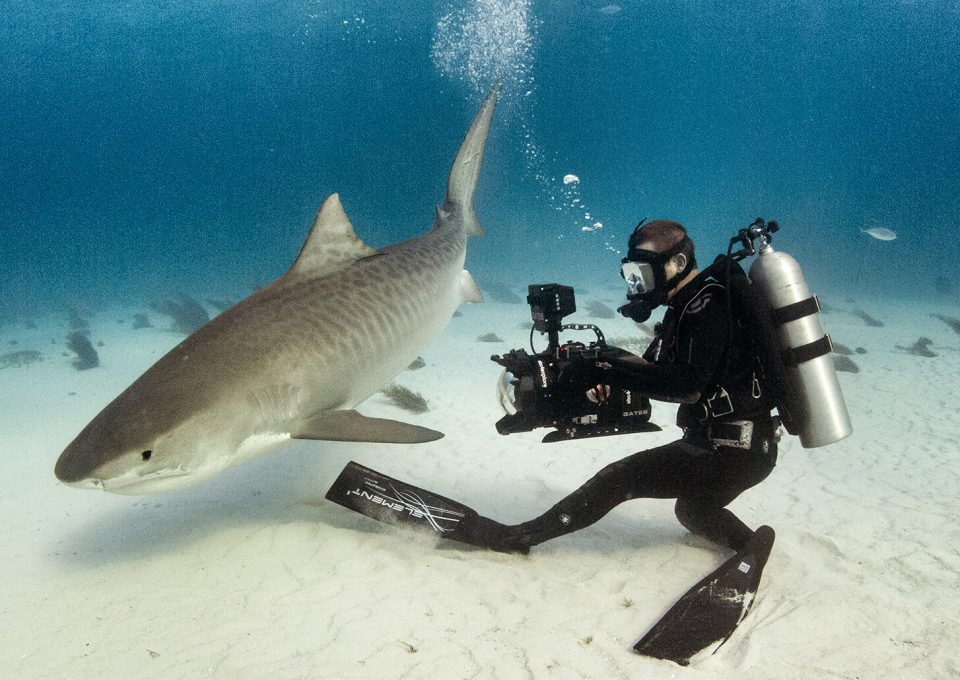Andy-Casagrande-shark-week-sharks-conservation-cinematographer