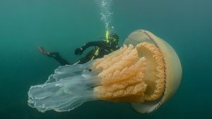 giant-barrel-jellyfish-lizzie-daily-uk