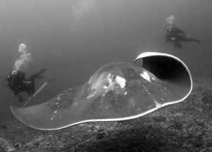 smalleye-stingray-marine-megafauna-foundation