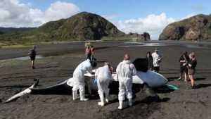 pilot-whales-beached-stranded-iceland