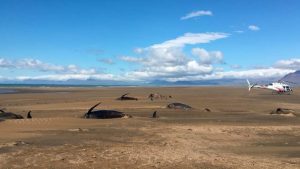 pilot-whales-beached-stranded-iceland
