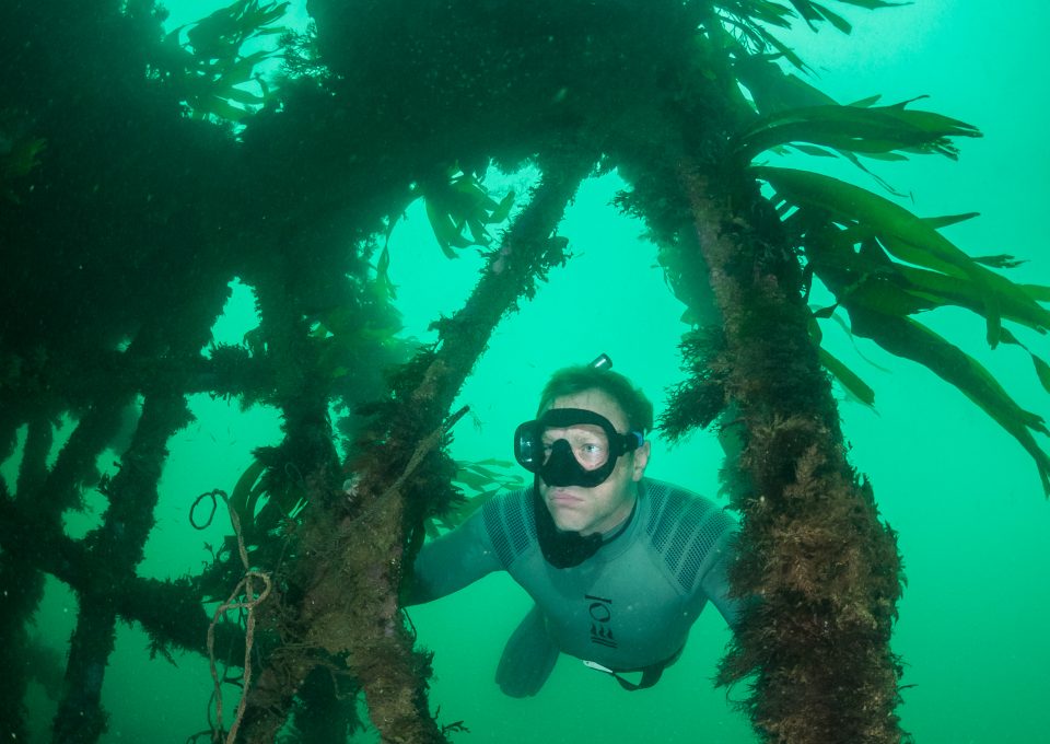 andy-torbet-kelp-forest-free-diver