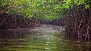 mangrove-conservation-kenya-carbon-credit-trade-UN