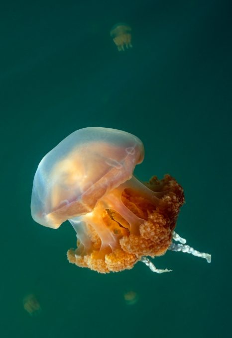 james-glancy-palau-survivor-jellyfish