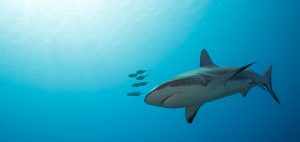 James-Glancy-Palau-sily-sharks-cuba