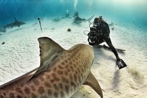 Andy-Casagrande-shark-week-sharks-conservation