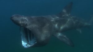 sharkcam-basking-shark